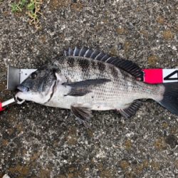 年無しまであと少し