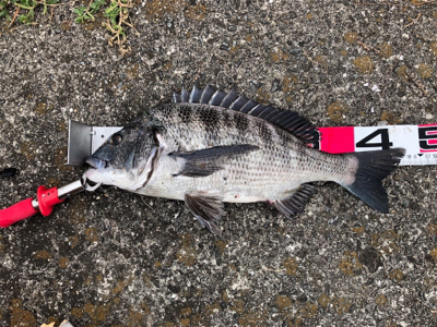 年無しまであと少し