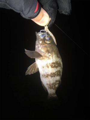 電気ウキ流し釣り