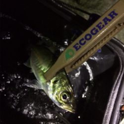 ファミリーアジングー