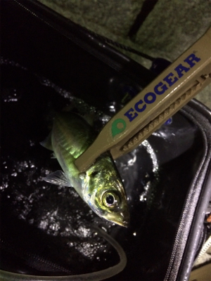 ファミリーアジングー