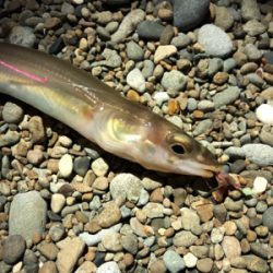 エギングのはずが