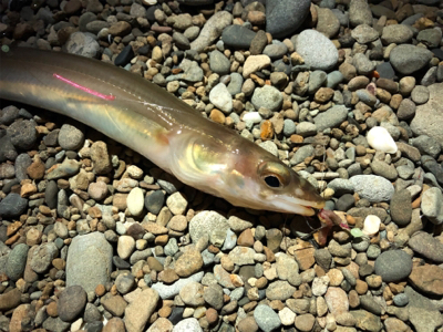 エギングのはずが