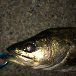 ヒラスズキみたいな