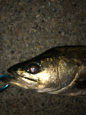 ヒラスズキみたいな