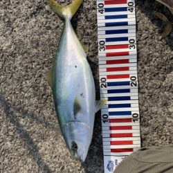 まさかのハマチ！！