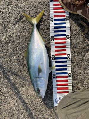 まさかのハマチ！！