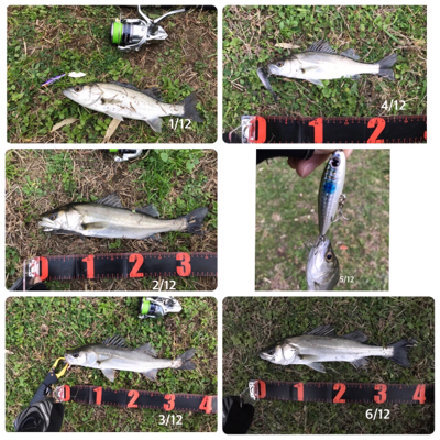 セイゴ連チャン