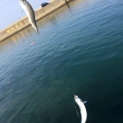 大浦漁港でサビキ