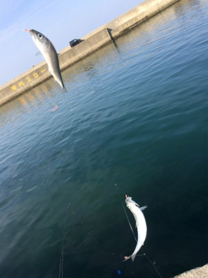 大浦漁港でサビキ