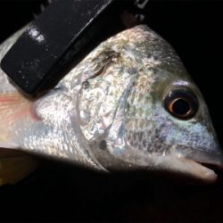 チヌ、キビレがぽつぽつ