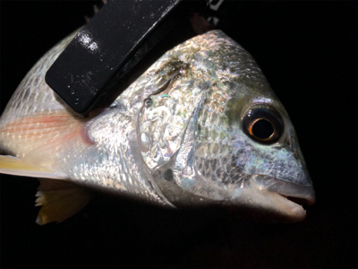 チヌ、キビレがぽつぽつ