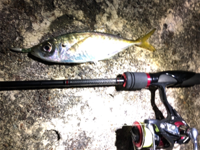 アジング＆ロックフィッシュ秋田港