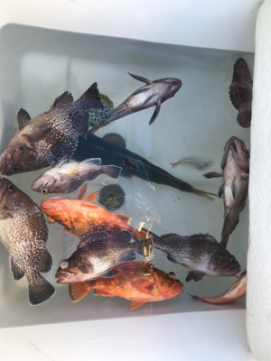 シーズン終わり