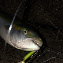 青物根魚ヒトデの三目達成^_^