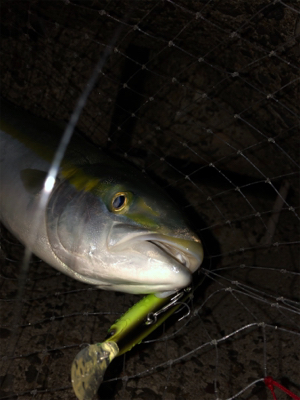 青物根魚ヒトデの三目達成^_^