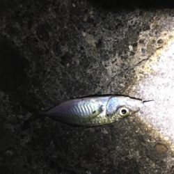 メバル狙いと太刀魚狙い！！