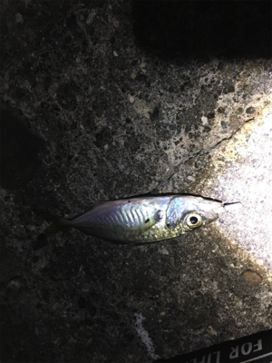 メバル狙いと太刀魚狙い！！