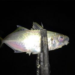 メバル狙いのはずが