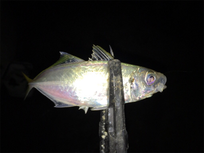 メバル狙いのはずが