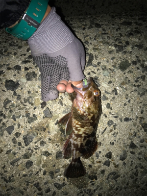 久しぶりの投稿