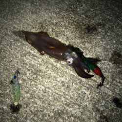 ヒイカとチーバス釣り(^ ^)