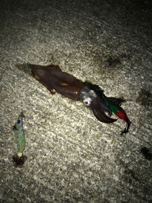 ヒイカとチーバス釣り(^ ^)