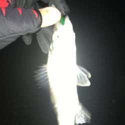 キビレ探しでしたが…