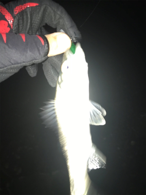 キビレ探しでしたが…