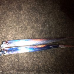 小雨の中、連日の釣行(^^)