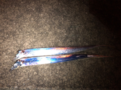 小雨の中、連日の釣行(^^)