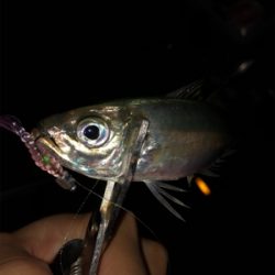 アジングからのメバリング