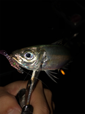 アジングからのメバリング