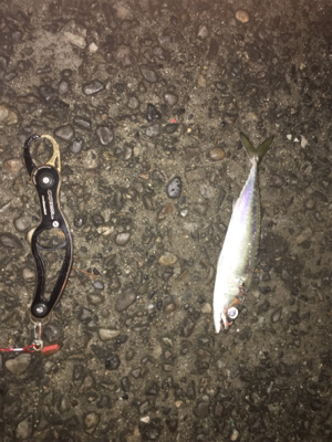 まさかのサバチヌ