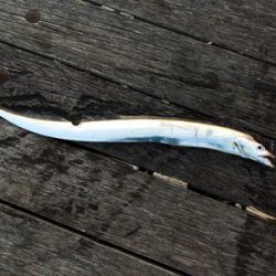 タチウオまだいます