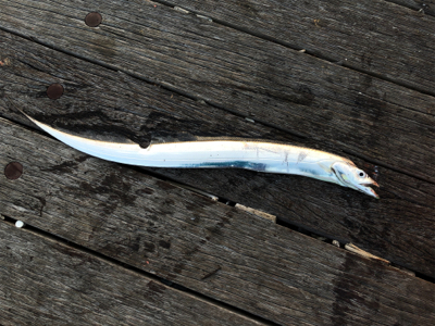 タチウオまだいます