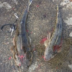 ハマチとマゴチ