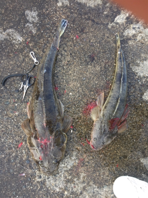 ハマチとマゴチ