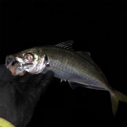 大きいアジ狙い