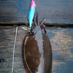 コウイカ、アオリイカ