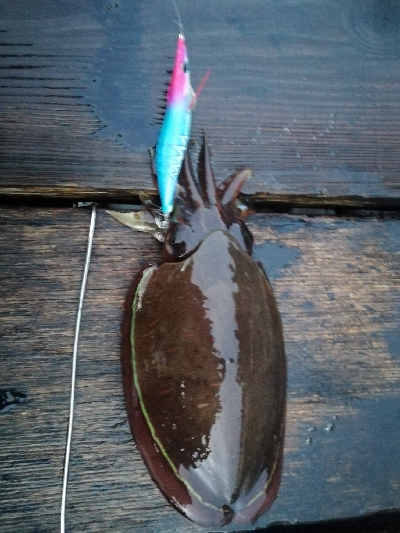 コウイカ、アオリイカ