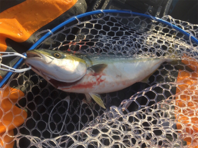 県南にて、カヤックフィッシング