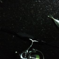 夜中アジング