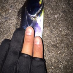 サバ？いや、タチ！