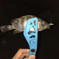 三角港周辺で虫ング