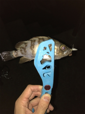 三角港周辺で虫ング