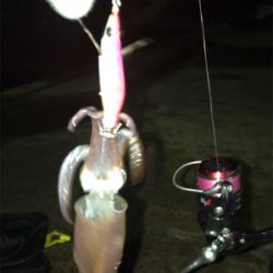 キャストして1091ヒイカ釣り\(^^)/