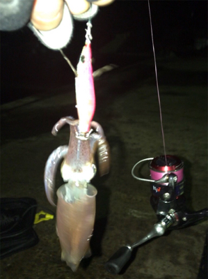 キャストして1091ヒイカ釣り＼(^^)／…