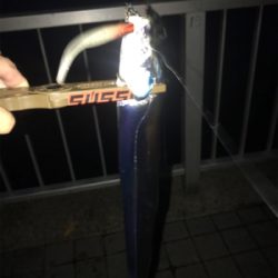 まだまだタチウオ釣れまっせin灘浜