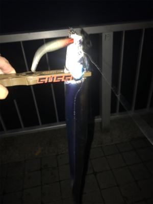 まだまだタチウオ釣れまっせin灘浜